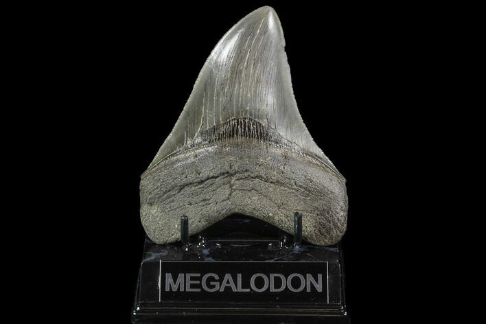 Serrated, Fossil Megalodon Tooth - Georgia #95489